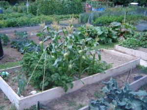 sweetcorn and curly kale