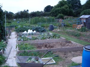looking down the plot
